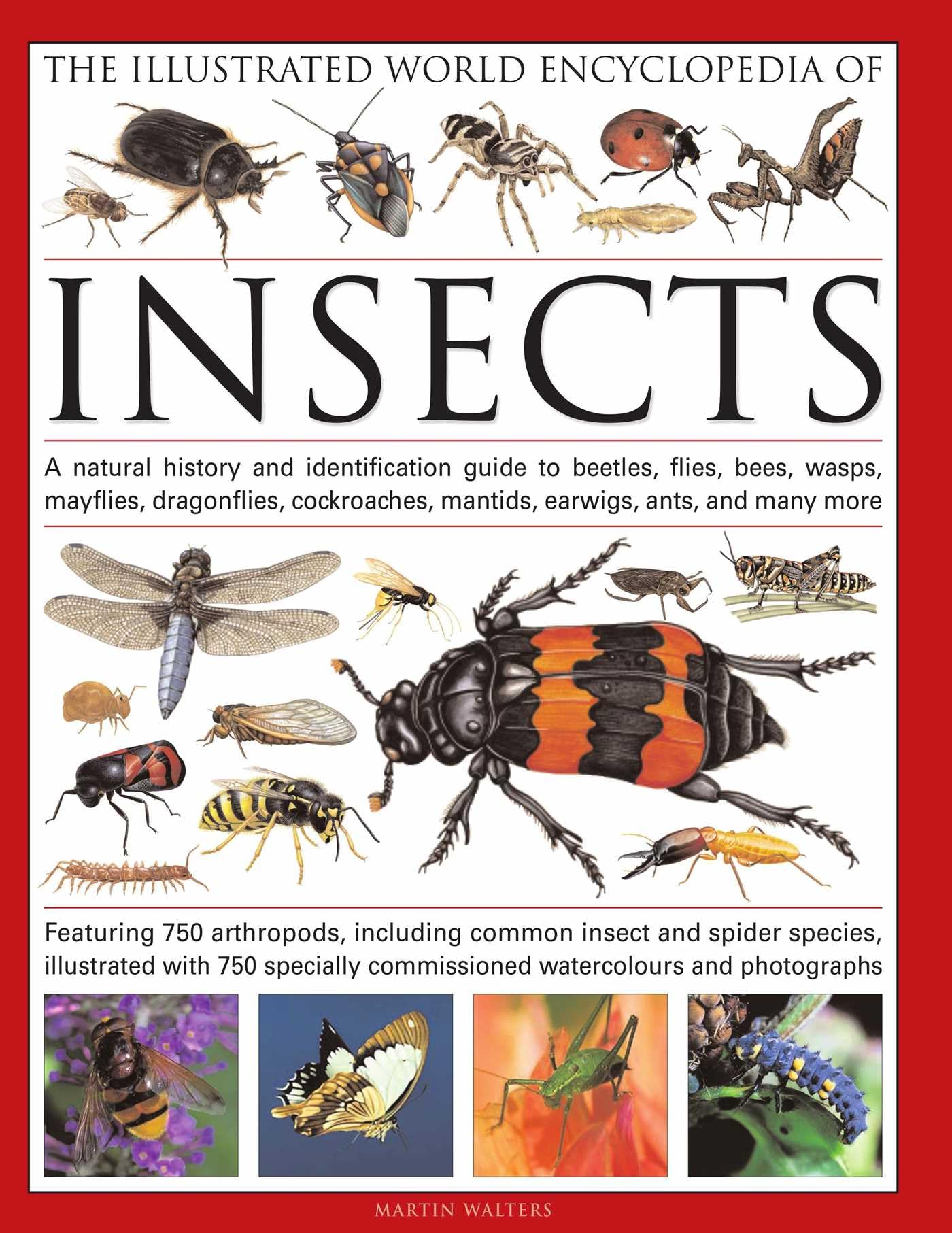 洋書 Encyclopedia of insects, animals 71CM+mXiLrL.jpg